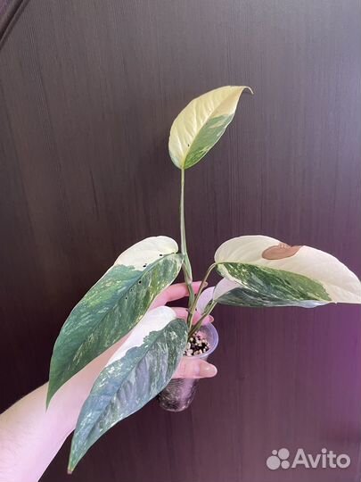 Сциндапсусы и эпипремнумы