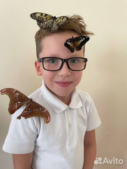 Шоу бабочек - мастер класс с живыми бабочками