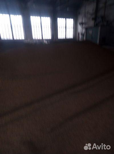 Зерноячмень, пшеница