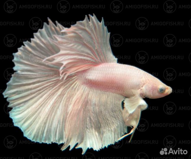 Петушок сиамский Халф Мун Люкс белый