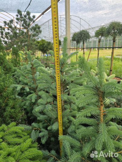 Ель энгельмана 60 см горшок С5