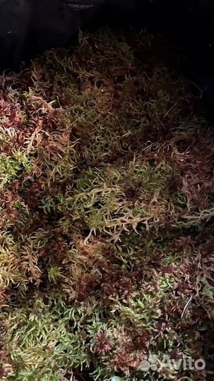 Магелланский 20 литров