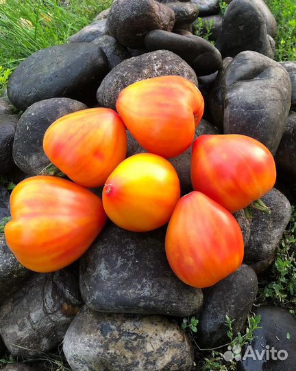 Семена томатов