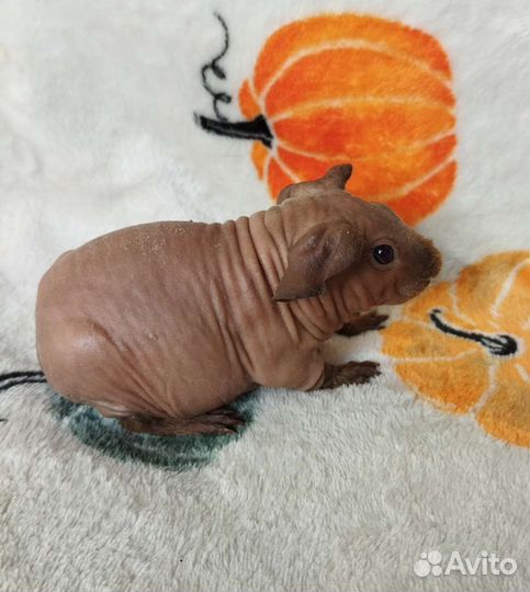 Морская свинка скинни