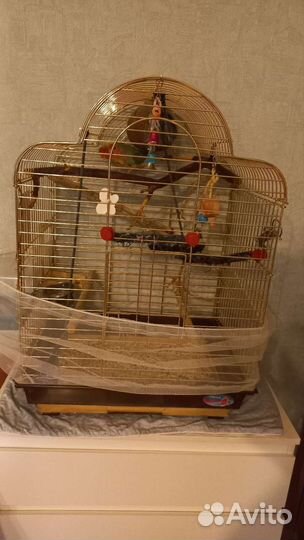 Попугай неразлучники с клеткой