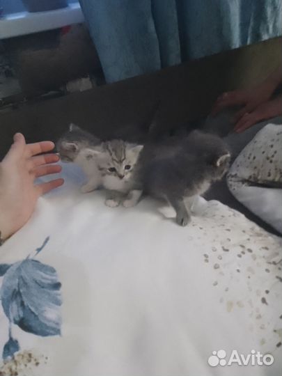 Котята в добрые руки даром девочка