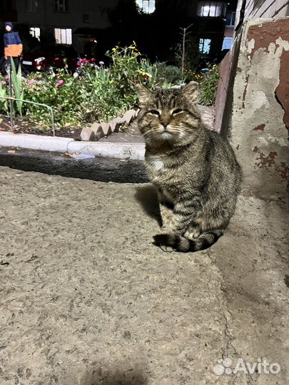 Кошка в дар бесплатно