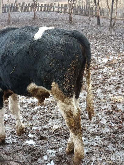 Бычки и телята