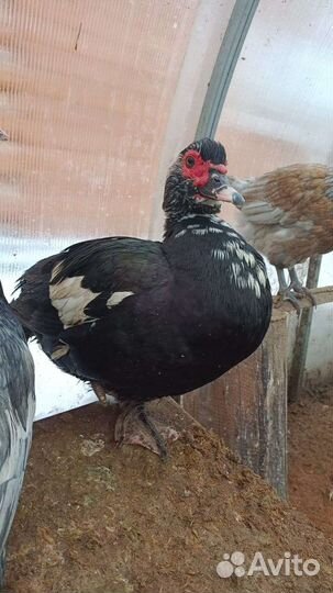 Мускусные утки