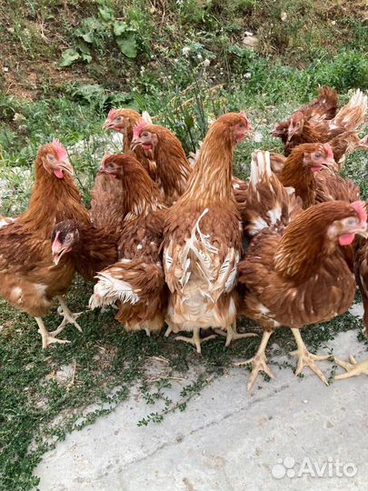 Куры несушки