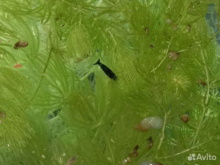 Креветки синие