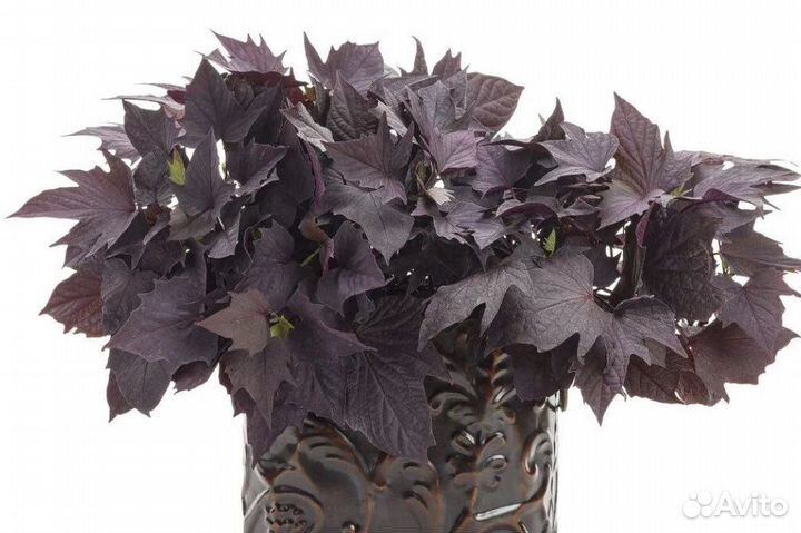 Ипомея батат