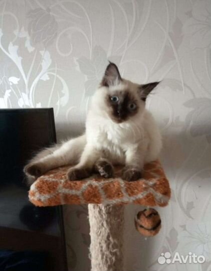 Невская маскарадная вязка