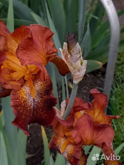 Ирис бородатый