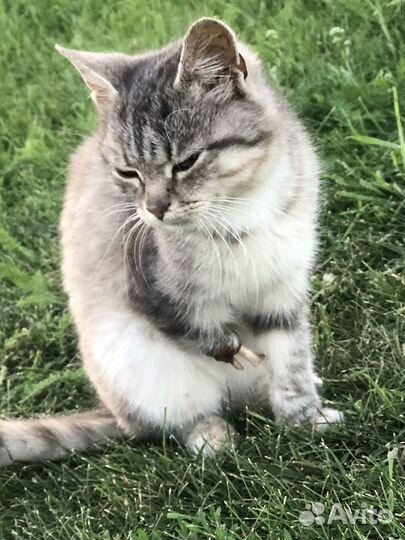 Котенок без лапки ждет помощи