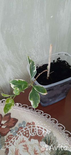 Бугенвиллия сортовая, корм для кошек