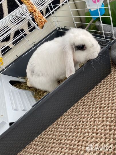Декоративные кролики домашний мини