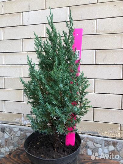 Можжевельник китайский Стрикта