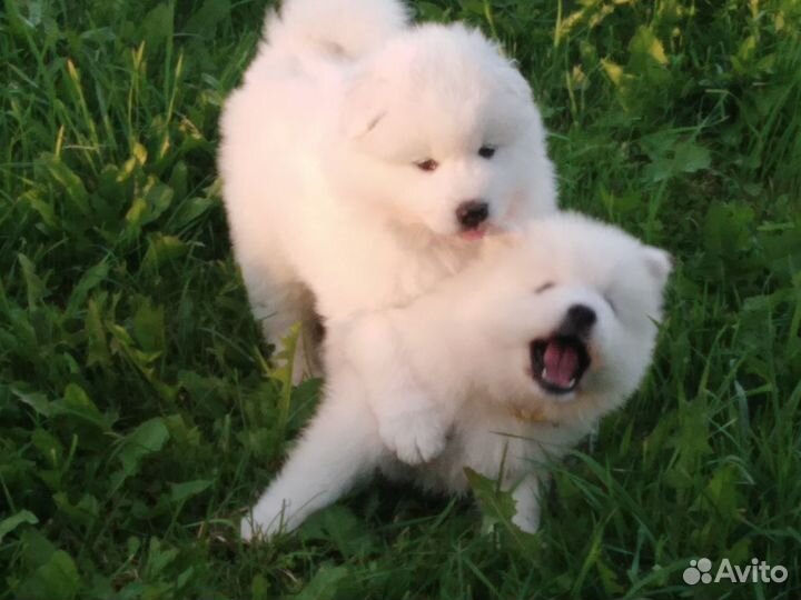 Щенки Самоеда