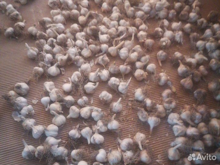 Семена чеснока озимого