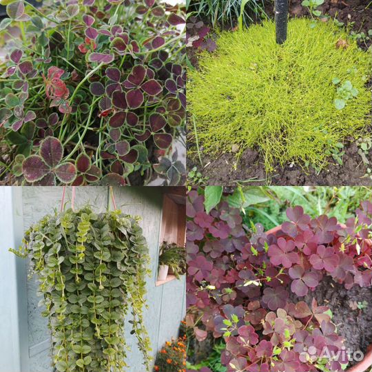 Многолетние садовые цветы колеусы, очитки живучка
