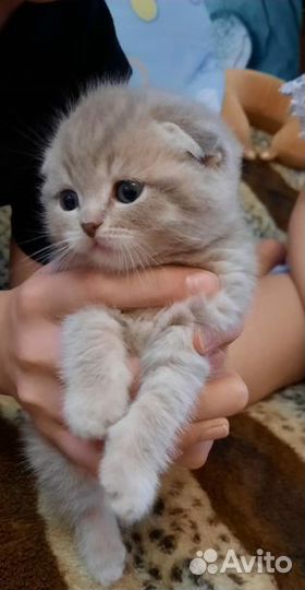 Шотландские котята