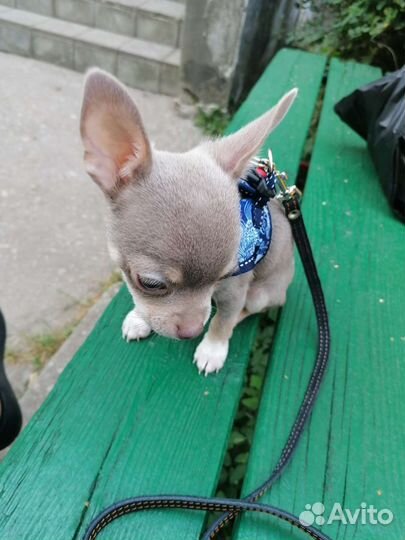 Вязка кобель чихуахуа