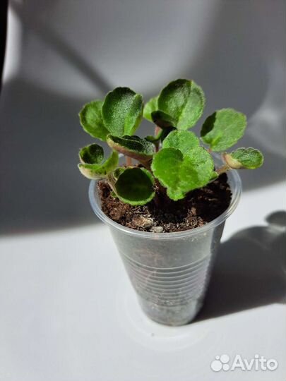 Фиалка бордовая