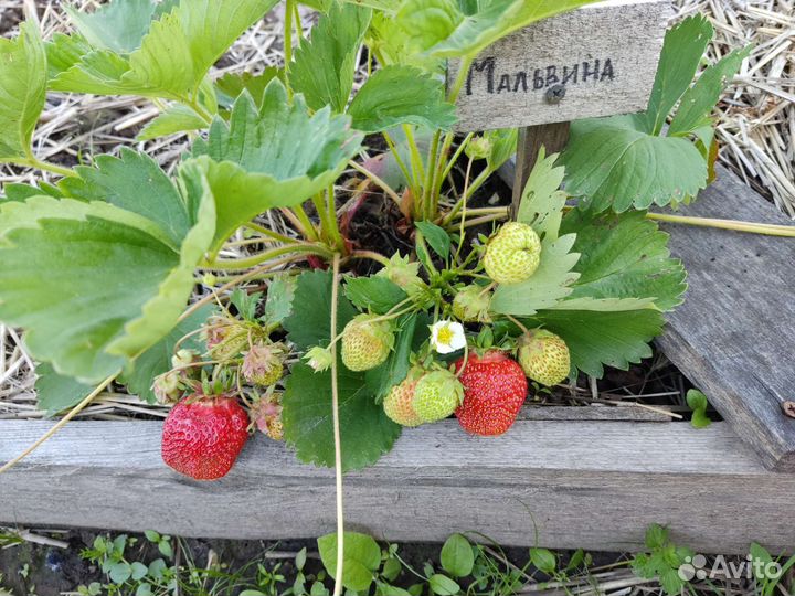 Саженцы клубники на июль- август