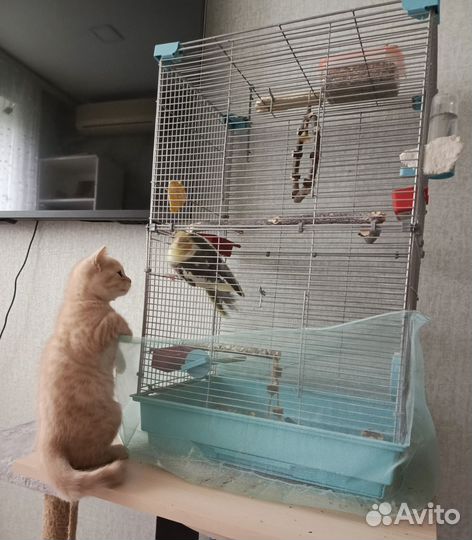 Шотландский кот скоттиш-страйт