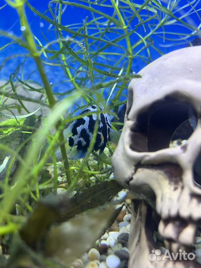 Рыбка сапфировый попугай взрослый