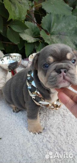 Щеночки французского бульдога