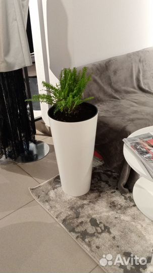 Уход и decor цветов