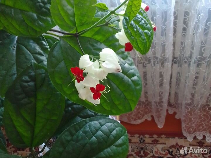 Клеродендрум томсона