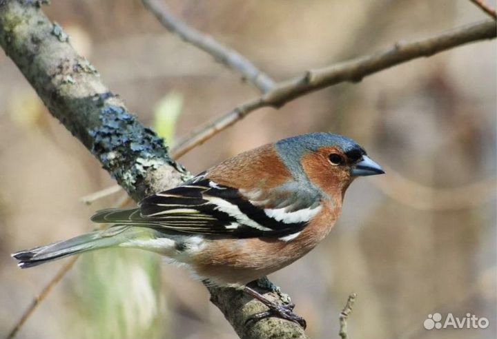 Певчие птицы