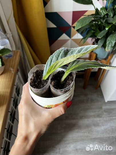 Глоксиния сортовая