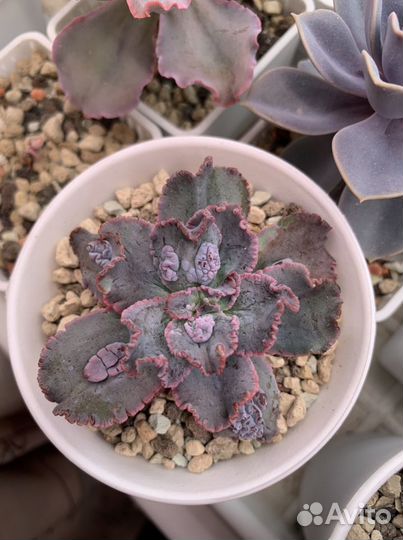 Echeveria Speed Bumps
