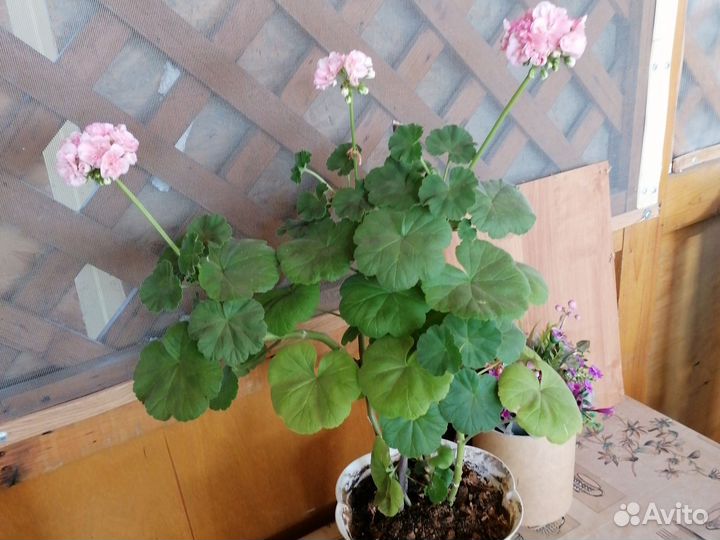 Кодеум и герань, цену уточняйте