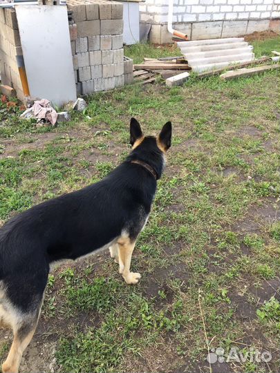 Восточноевропейская овчарка вязка