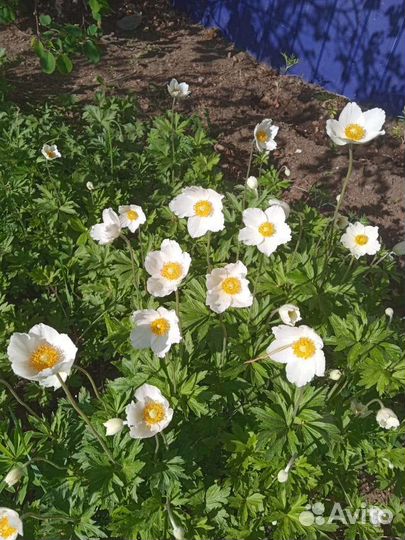 Рассада цветов