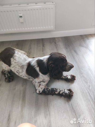 Русский спаниель вязка