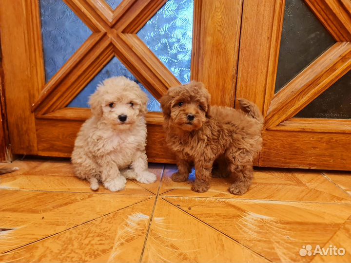 Мальтипу f1 бейби фейс