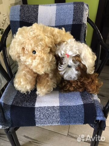 Пакетом 2 Собачки СССР