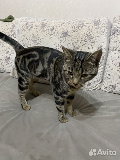 Абиссинский кот вязка