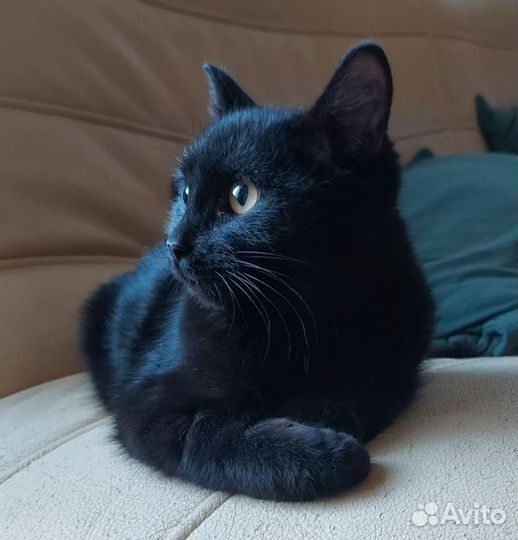 Отдам котенка