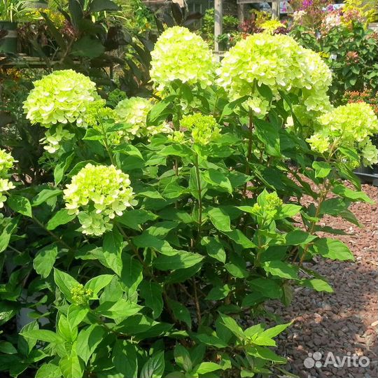 Гортензия метельчатая Мохито (1 саженец в горшке