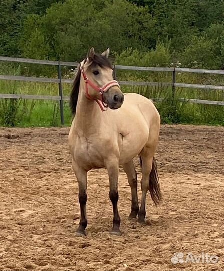 Кобыла под детей, 5 лет, 144вх