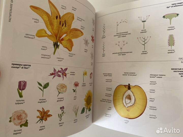 Русской-итальянский визуальный словарь