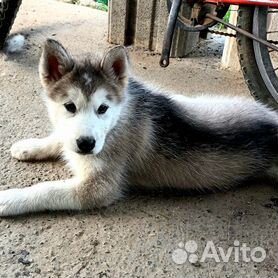 Чем отличается сибирский хаски от аляскинского маламута, кого лучше выбрать?