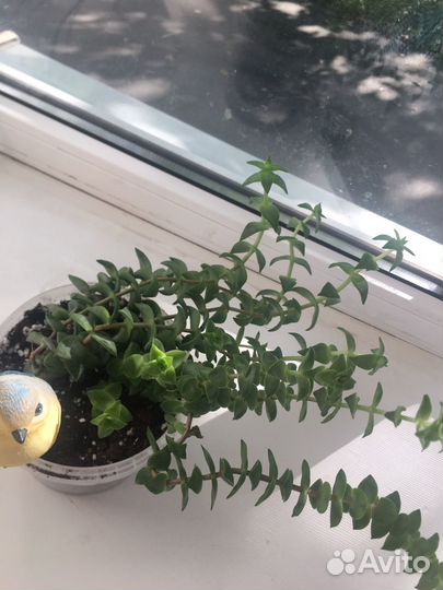 Комнатные цветы